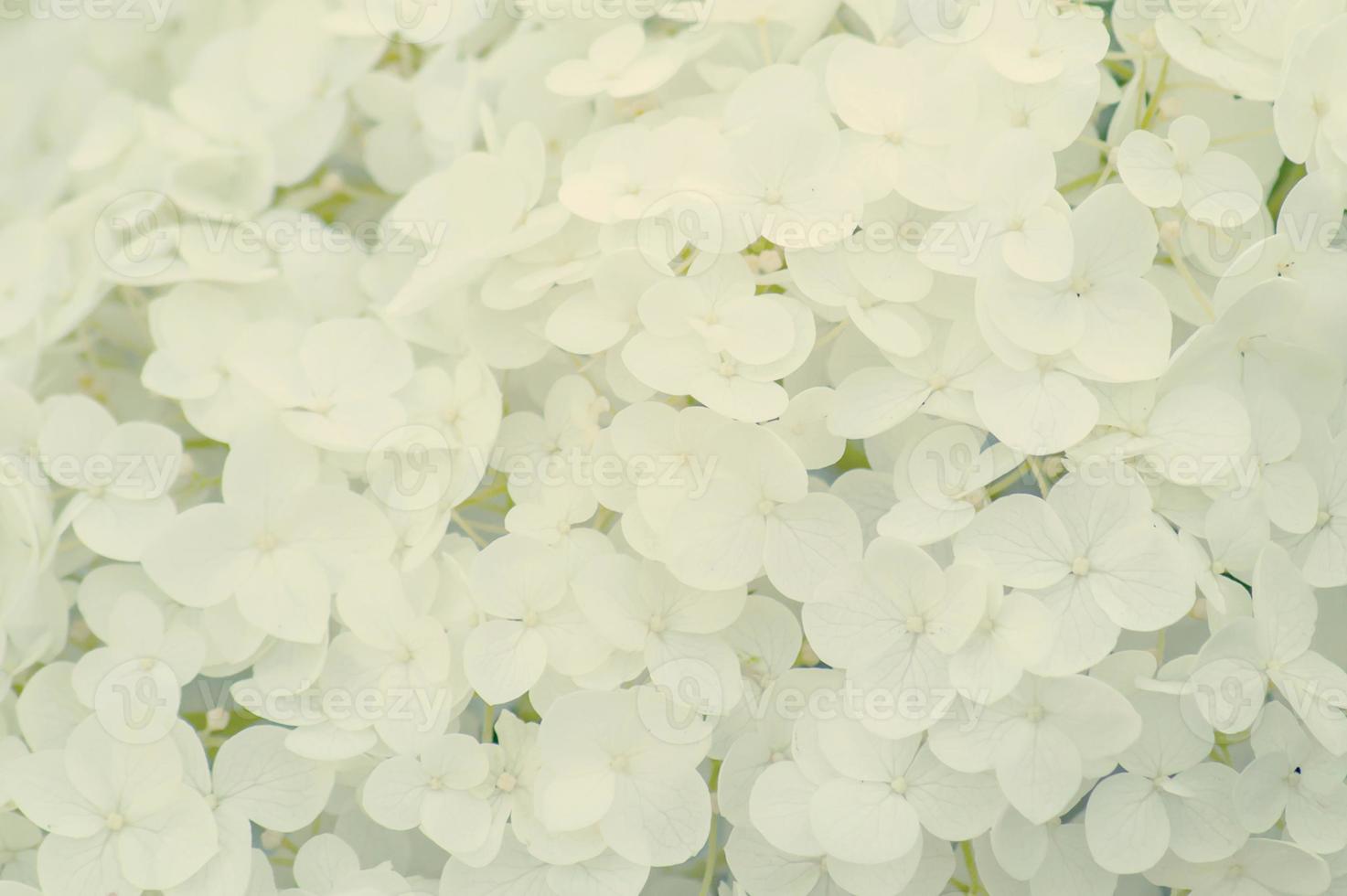 Floral background toned. photo
