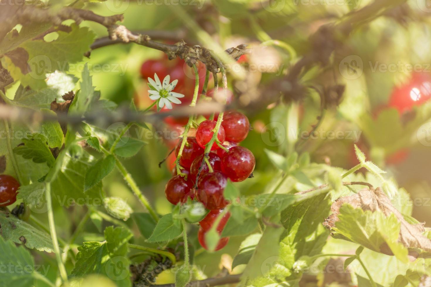 bush of red currant in a garden. photo