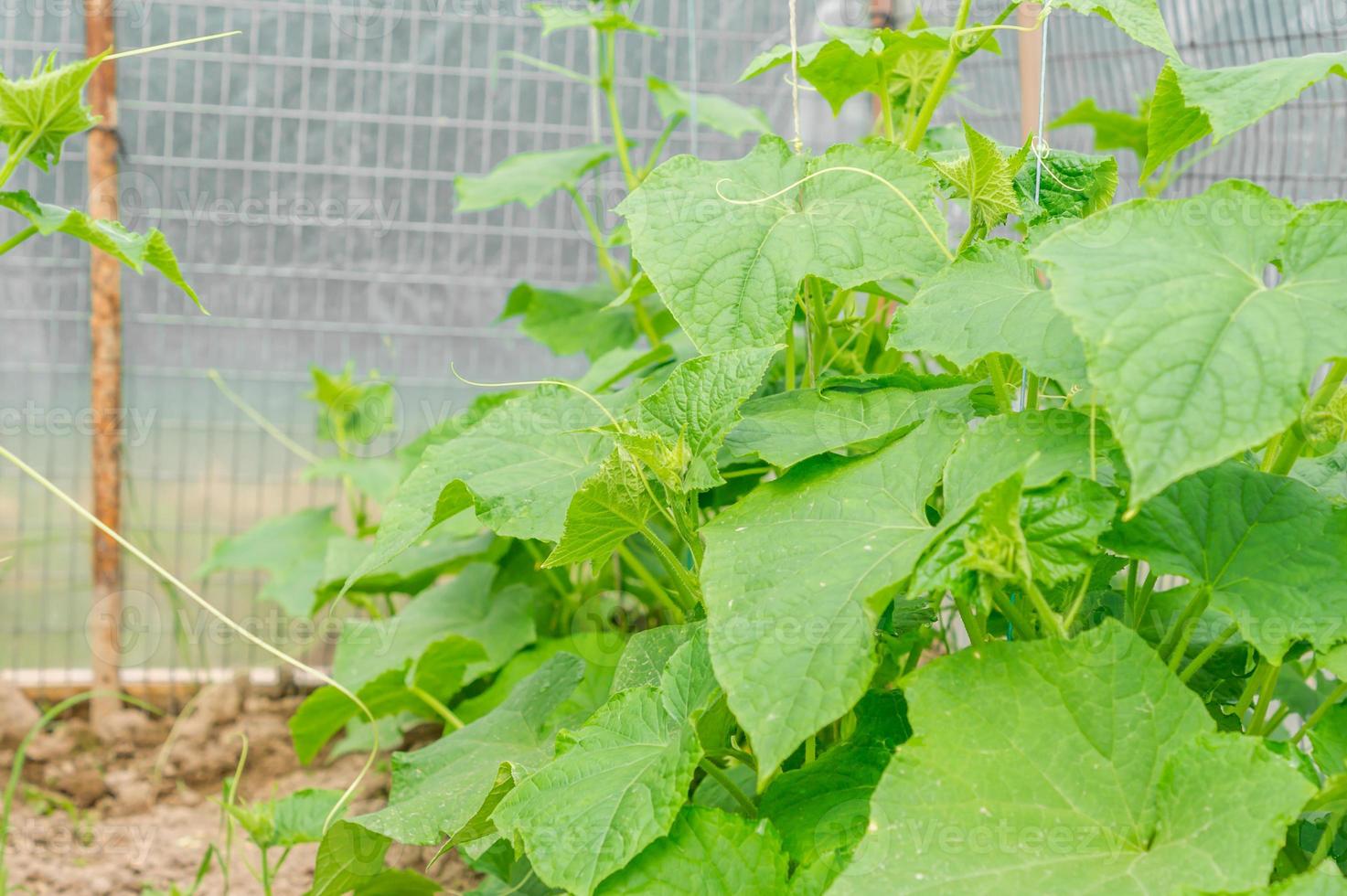 growing cucumbers in greenhouse photo
