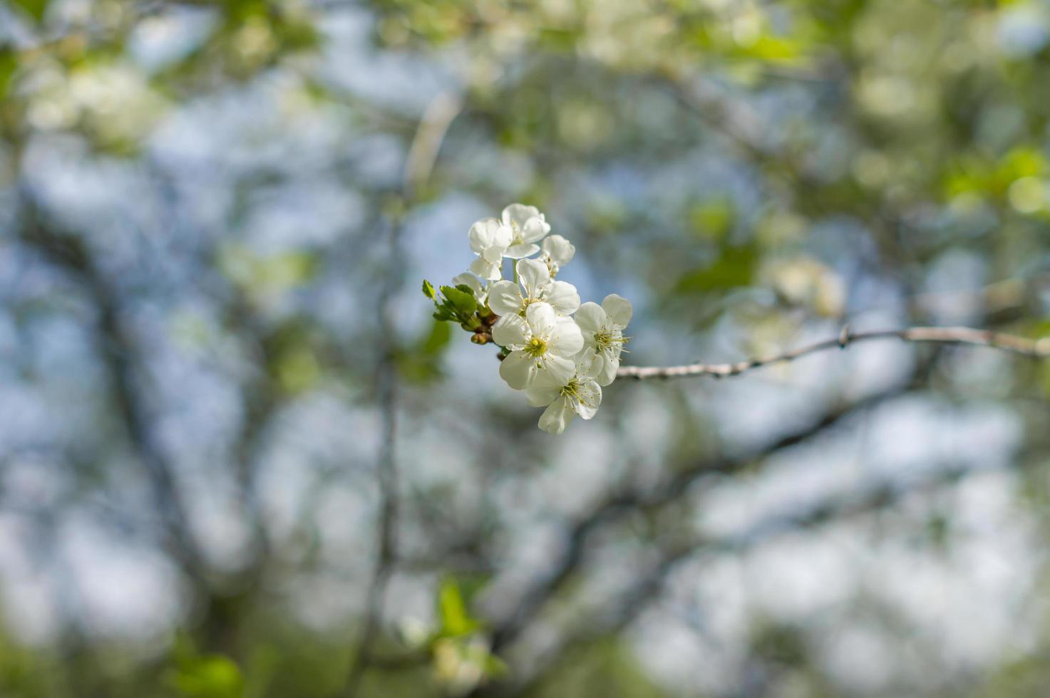 Pear tree blossom closeup photo