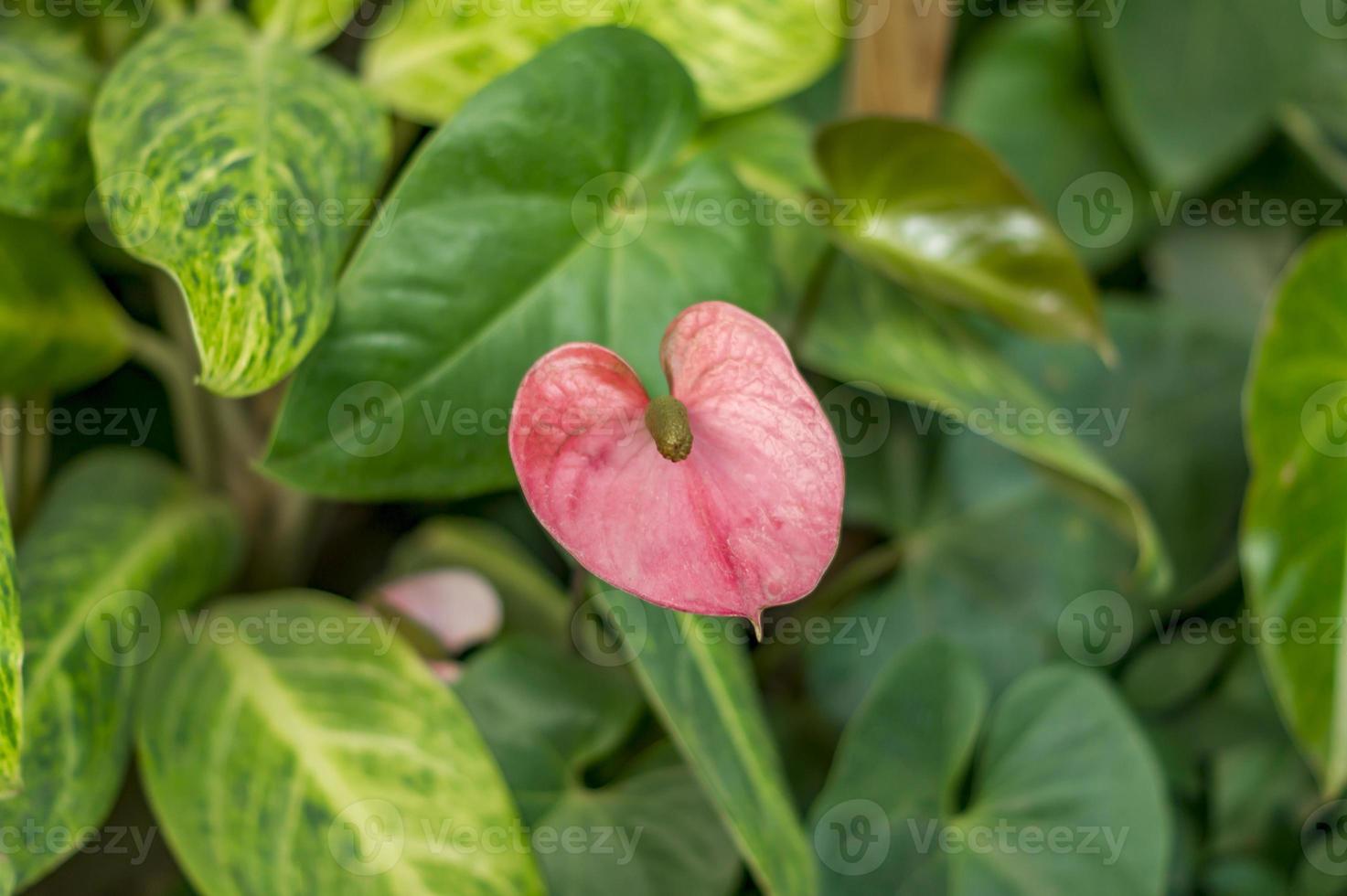 Anthurium flower close up photo