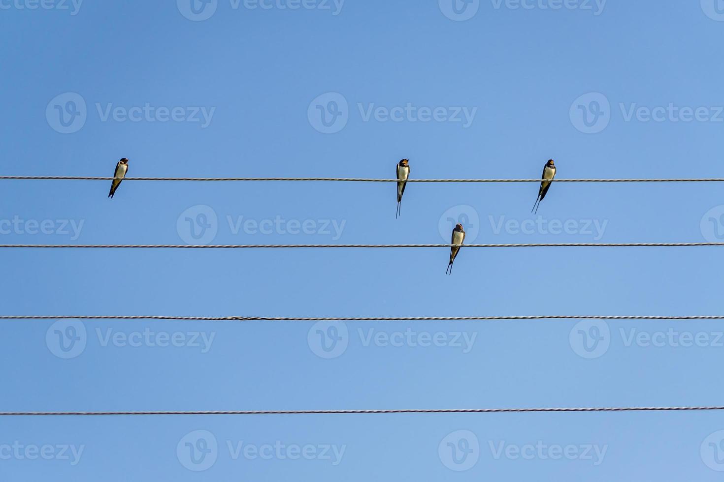 golondrinas sentadas en cables contra el cielo azul en un día soleado foto