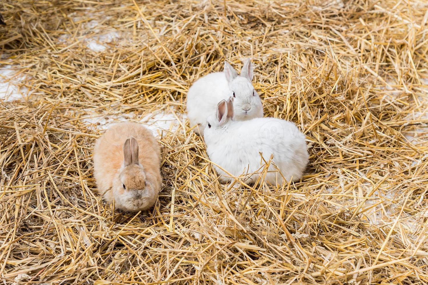 three cute rabbits with long ears and fluffy fur coat sitting in natural hay photo