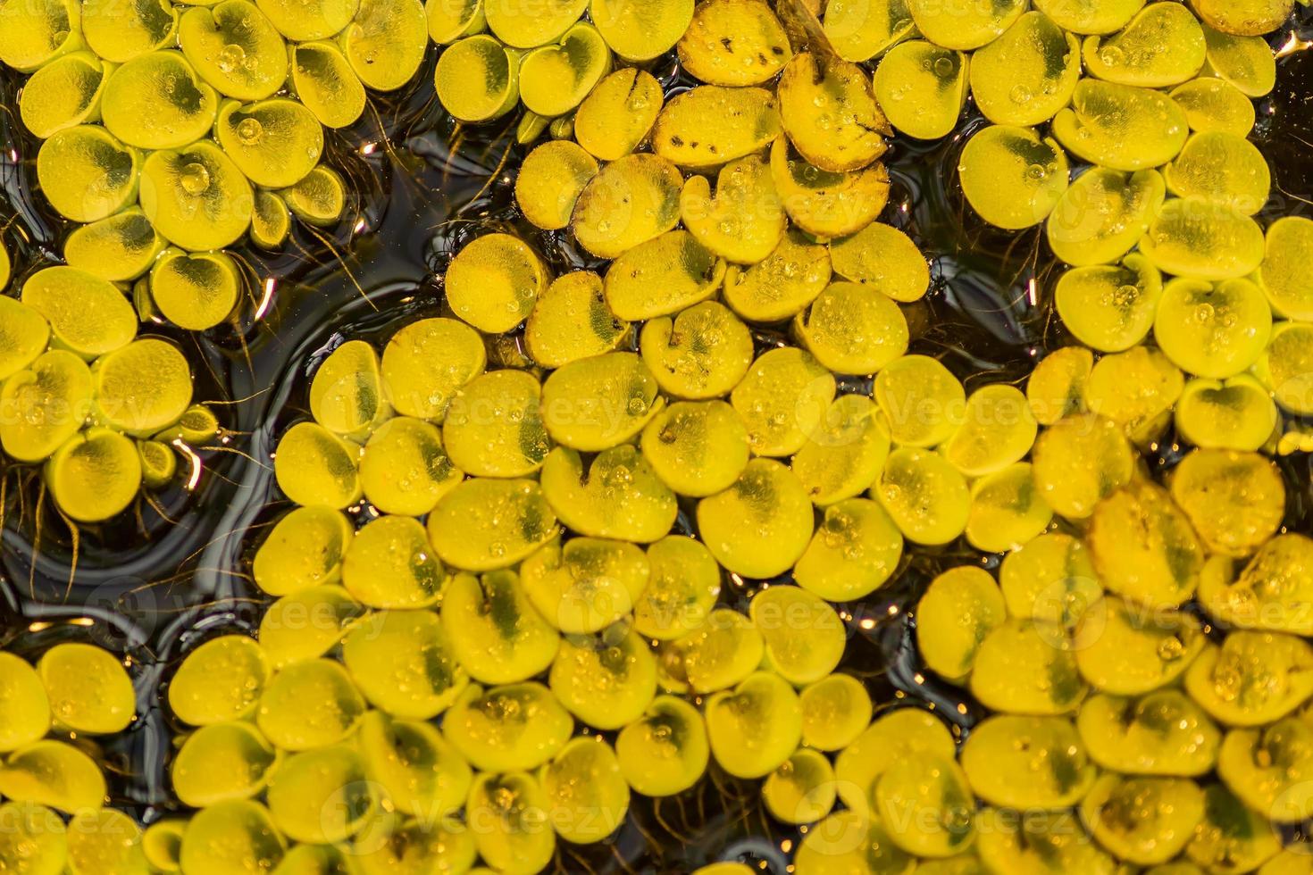 top view of water floating plant on tropical pond surface photo