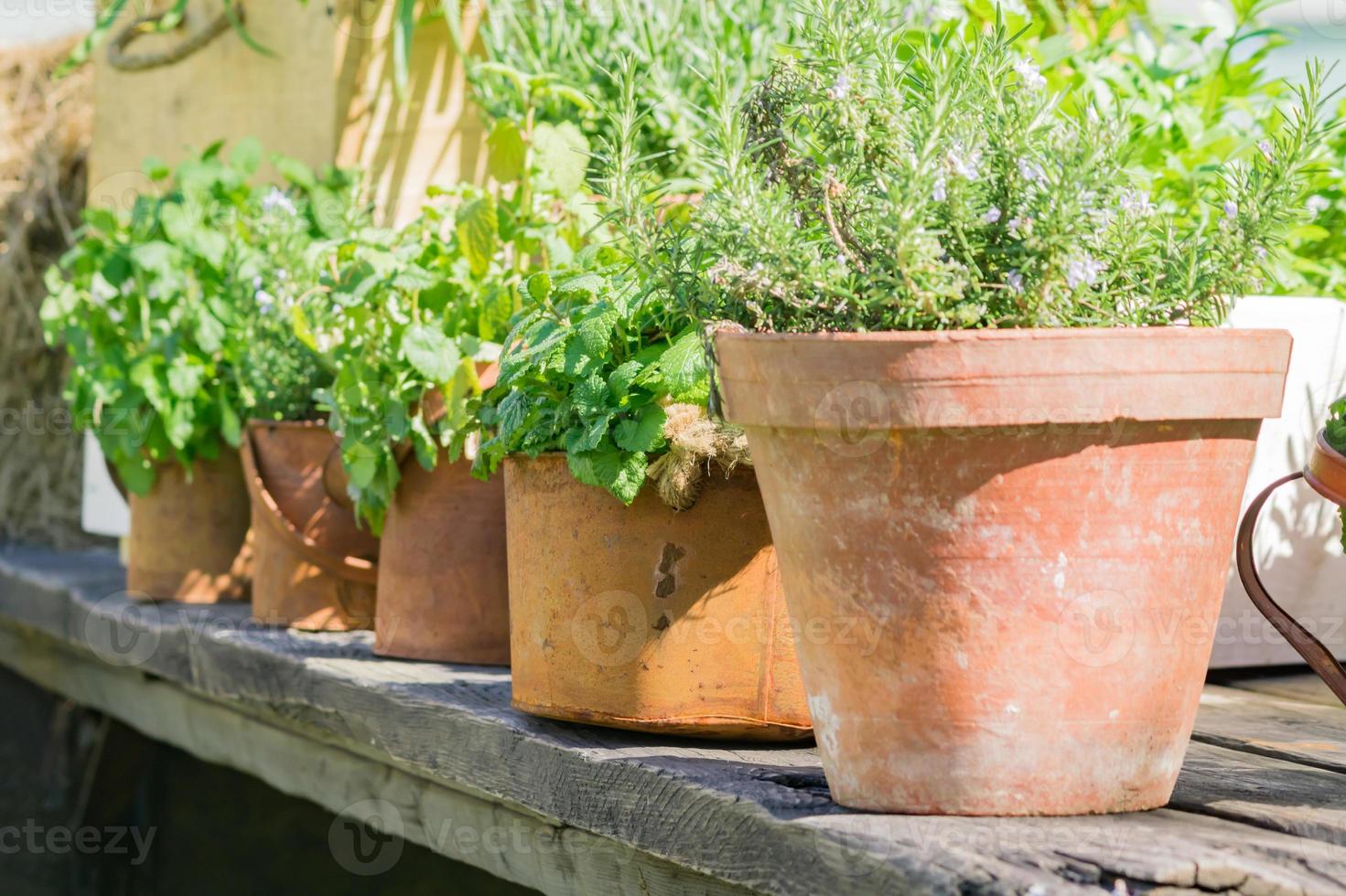 various herbs in rusty metal pots and can standing on wooden table outdoors - gardening decoration photo