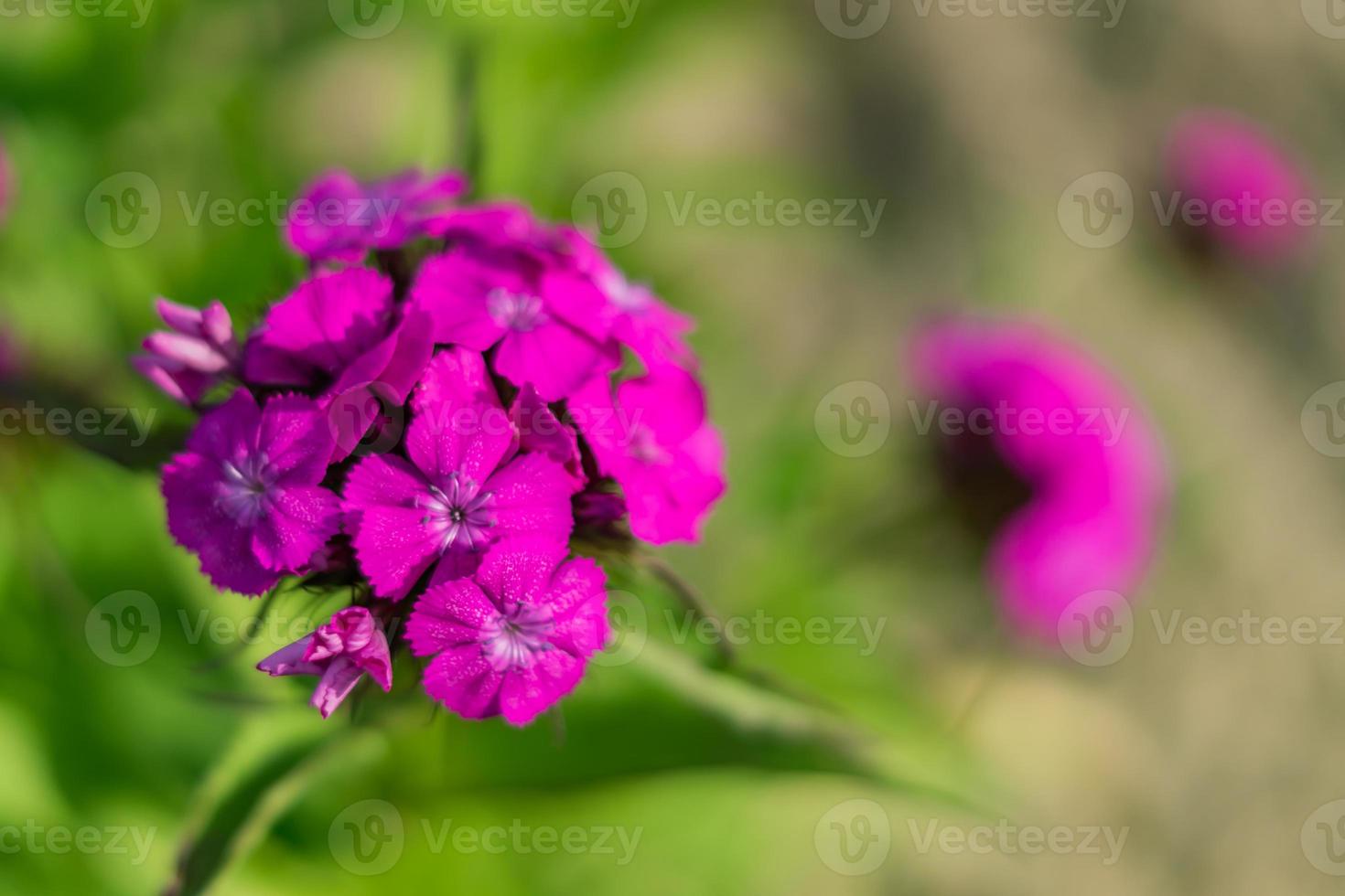 Cerca de la flor de clavel chino sobre fondo natural 9984881 Foto de stock  en Vecteezy