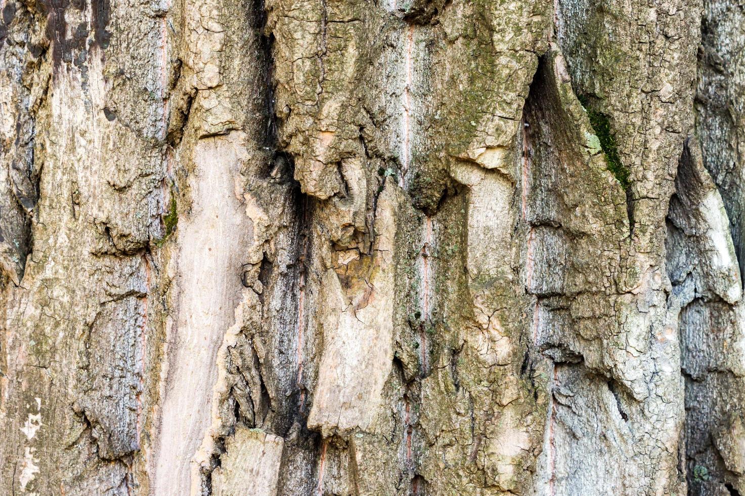 tree bark background texture photo