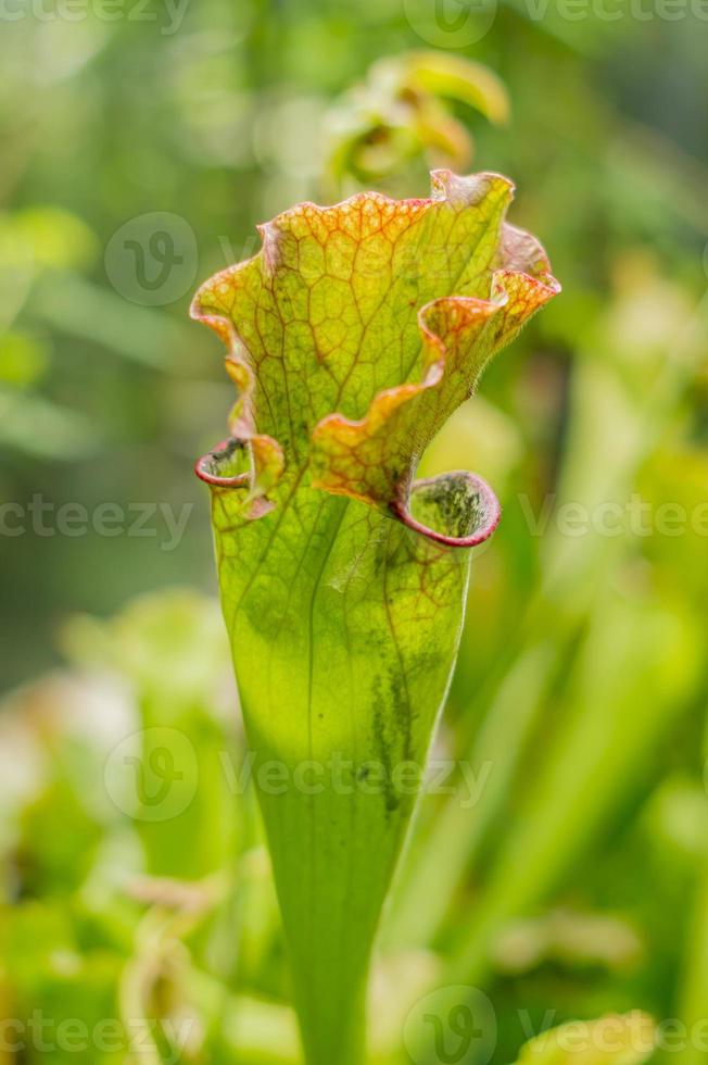 primer plano de una planta carnívora, papamoscas foto