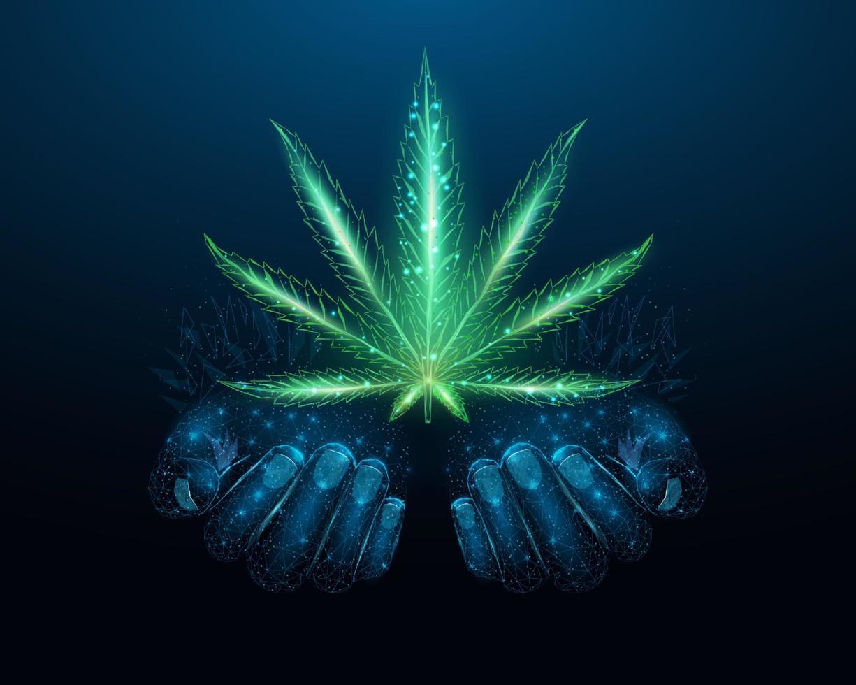 dos manos humanas sostienen hojas de cannabis. cáñamo de baja poli. estructura alámbrica brillante hoja de marihuana de baja poli. diseño sobre fondo azul oscuro. ilustración vectorial futurista abstracta. vector