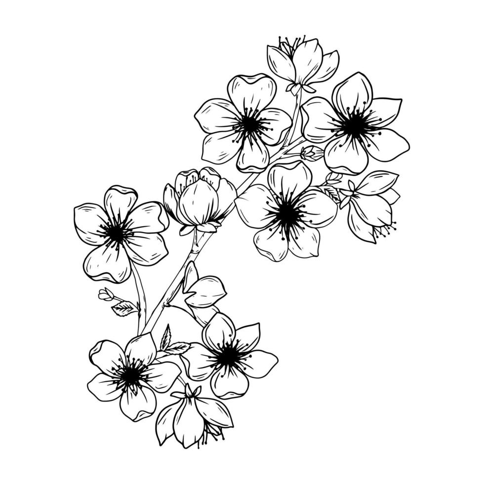 flores de sakura, estilo de línea de tinta dibujada a mano. Lindo doodle ilustración de vector de planta de cerezo, negro aislado sobre fondo blanco.