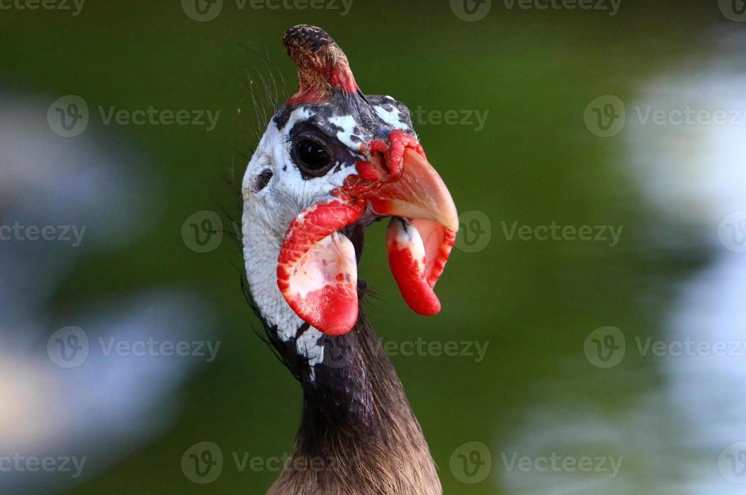 gallina con amentos rojos en el parque de la ciudad. foto