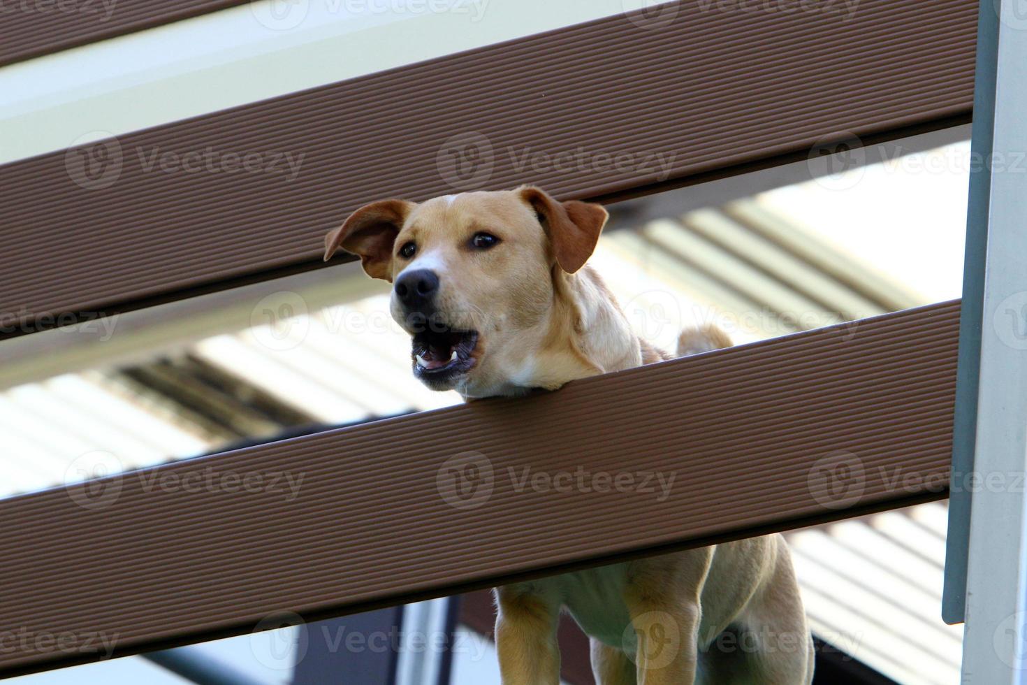 The dog sits behind a high fence. photo