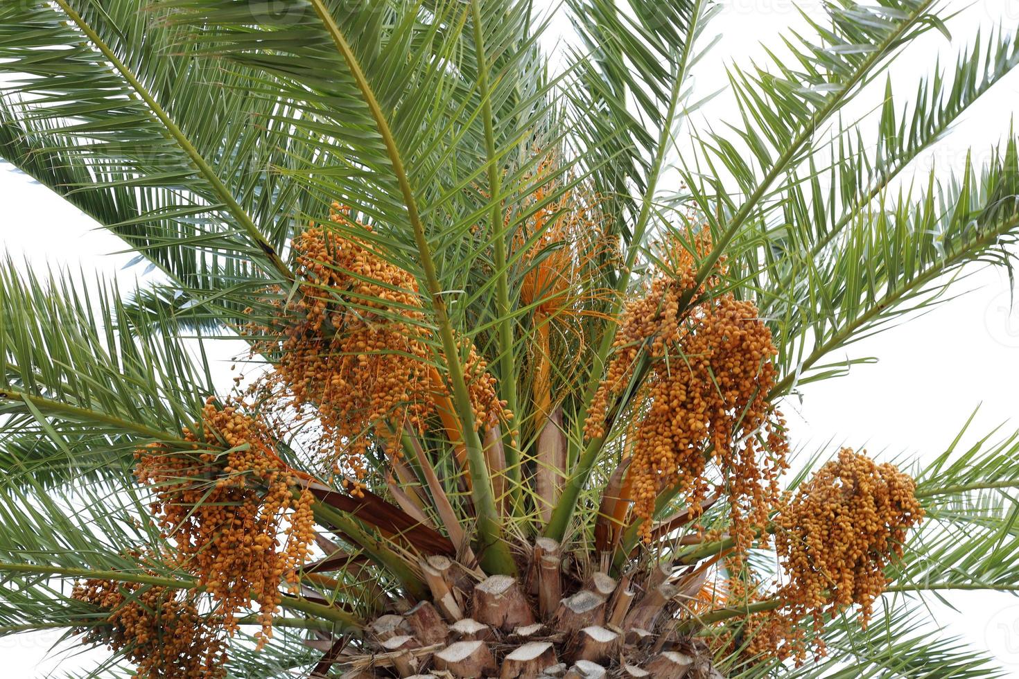 A tall palm tree in a city park in northern Israel. photo