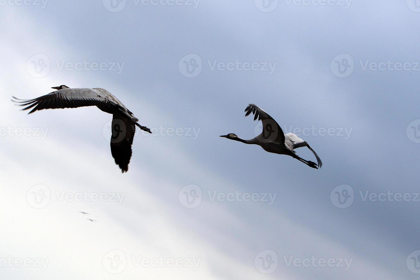 Cranes are flying high in the sky. photo