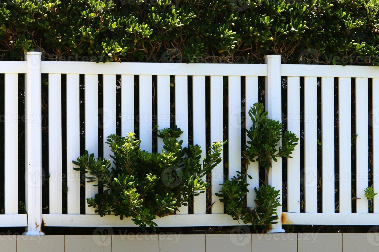 Plants and flowers grow along the high fence. photo