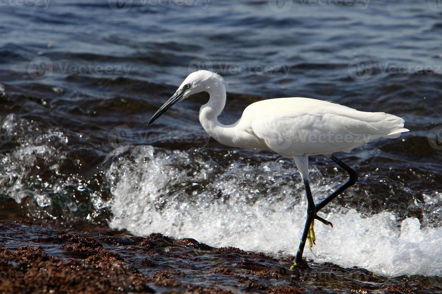 garza blanca a orillas del mar mediterráneo. foto