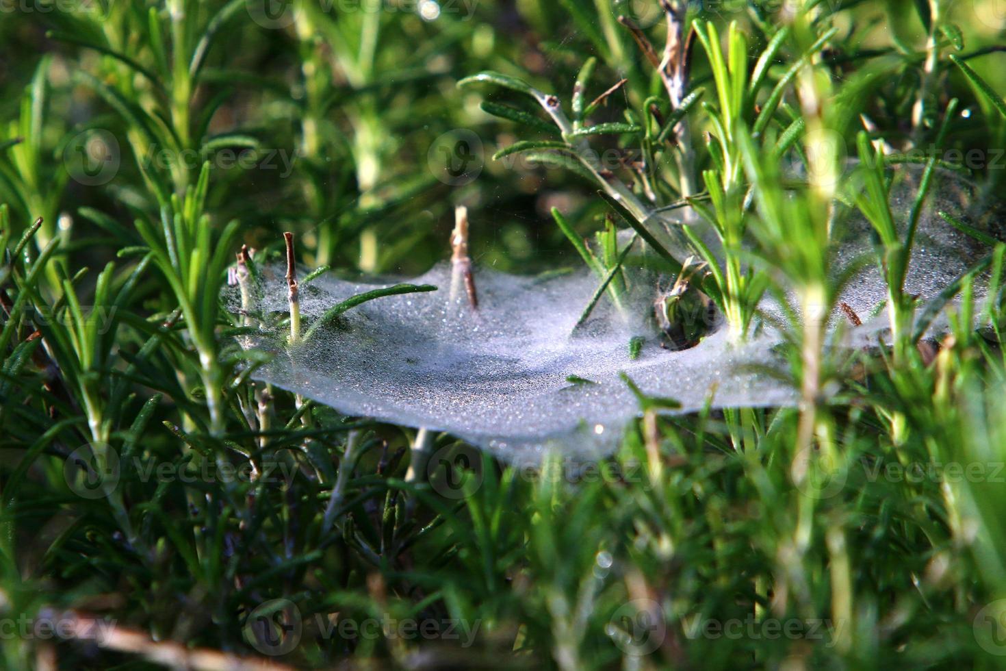 Spider webs - cobwebs on branches and leaves of trees in a city park. photo