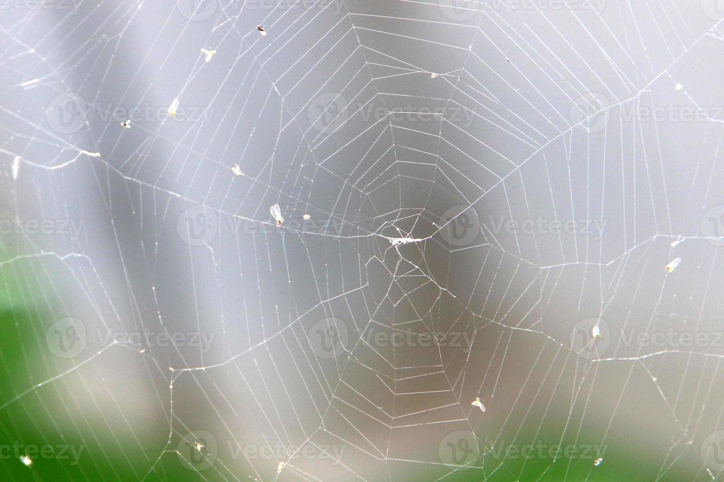 Spider webs - cobwebs on branches and leaves of trees in a city park. photo
