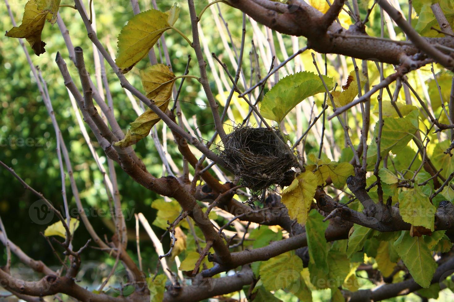 Bird's nest on a tree in the park. photo