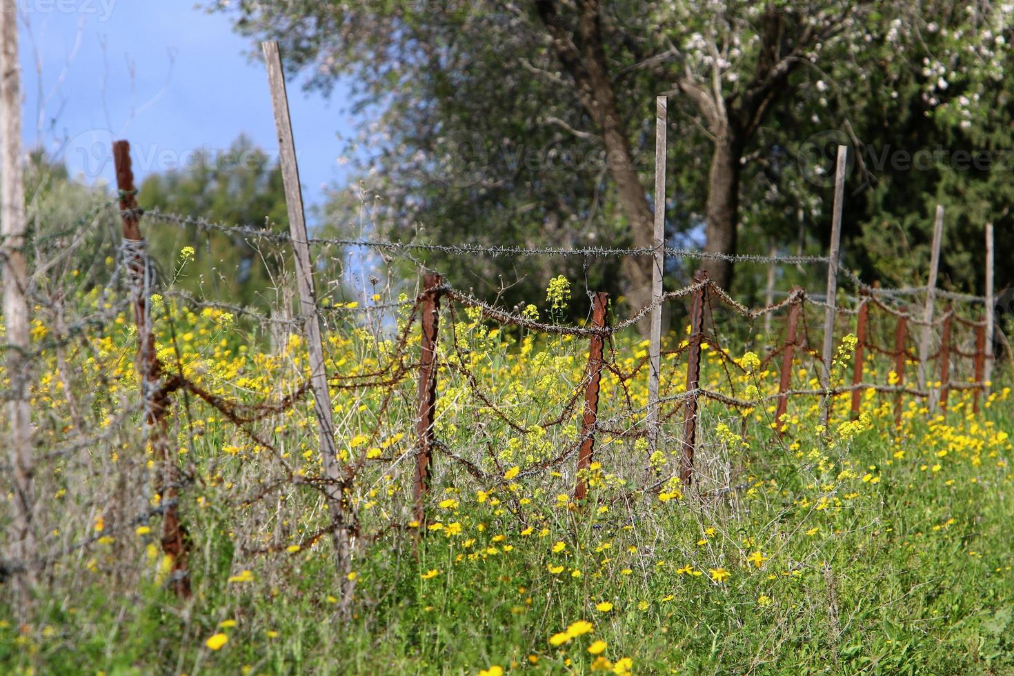 Plants and flowers grow along the high fence. photo