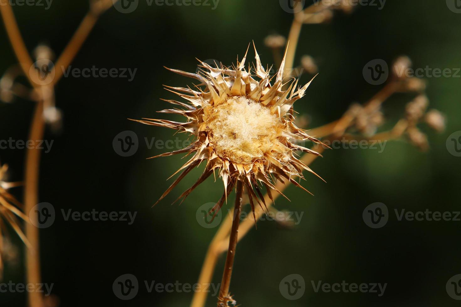 A thorny thistle plant in a forest clearing in northern Israel. photo