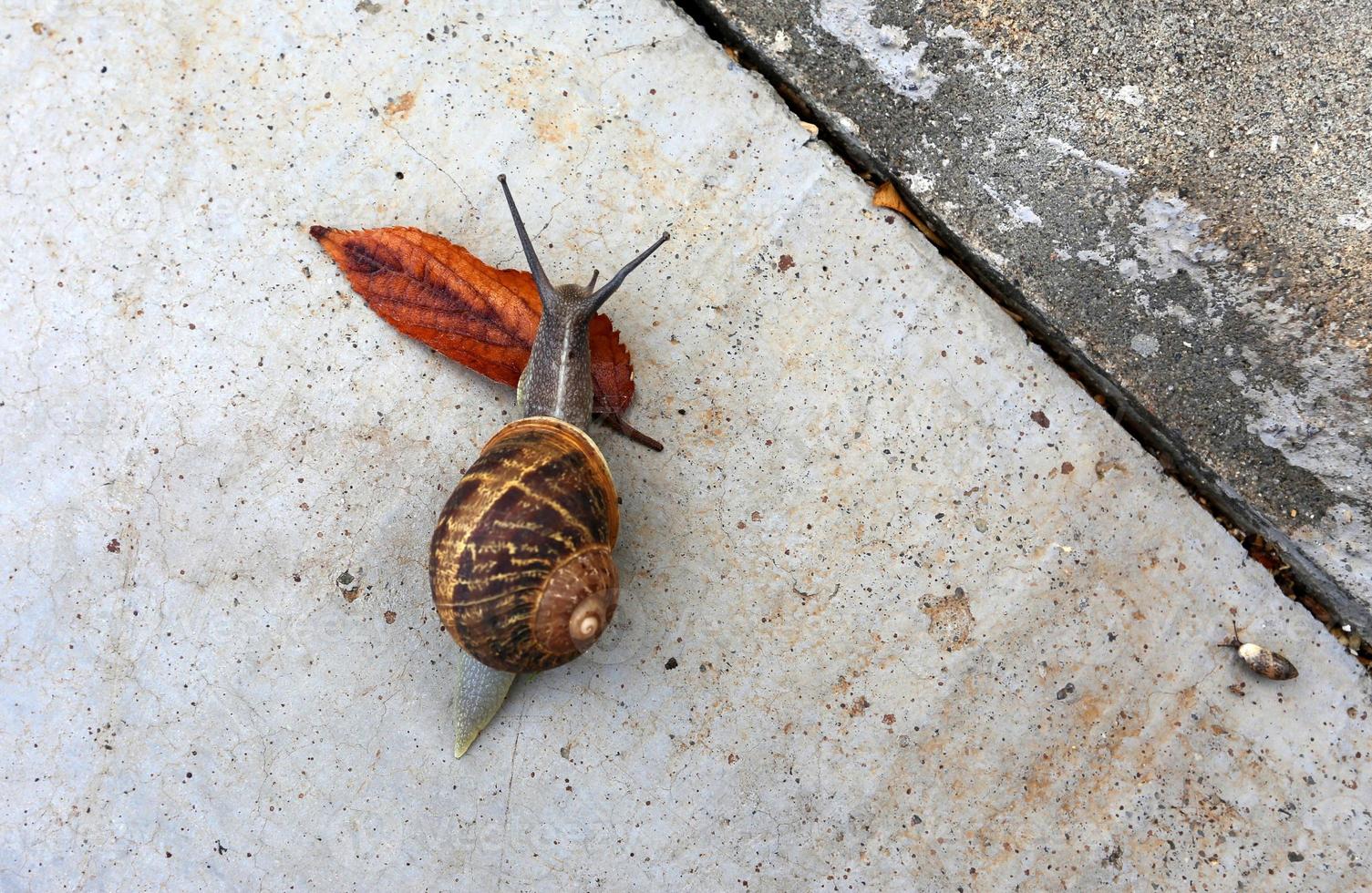 Snail sits on the sidewalk photo