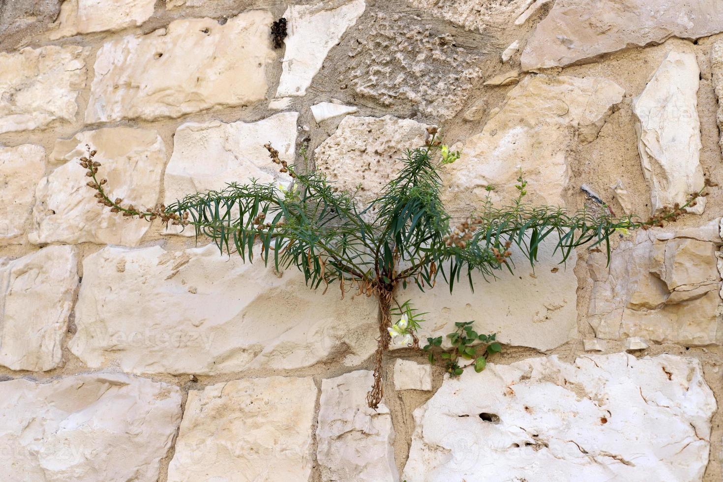 Green plants and flowers grow on stones photo