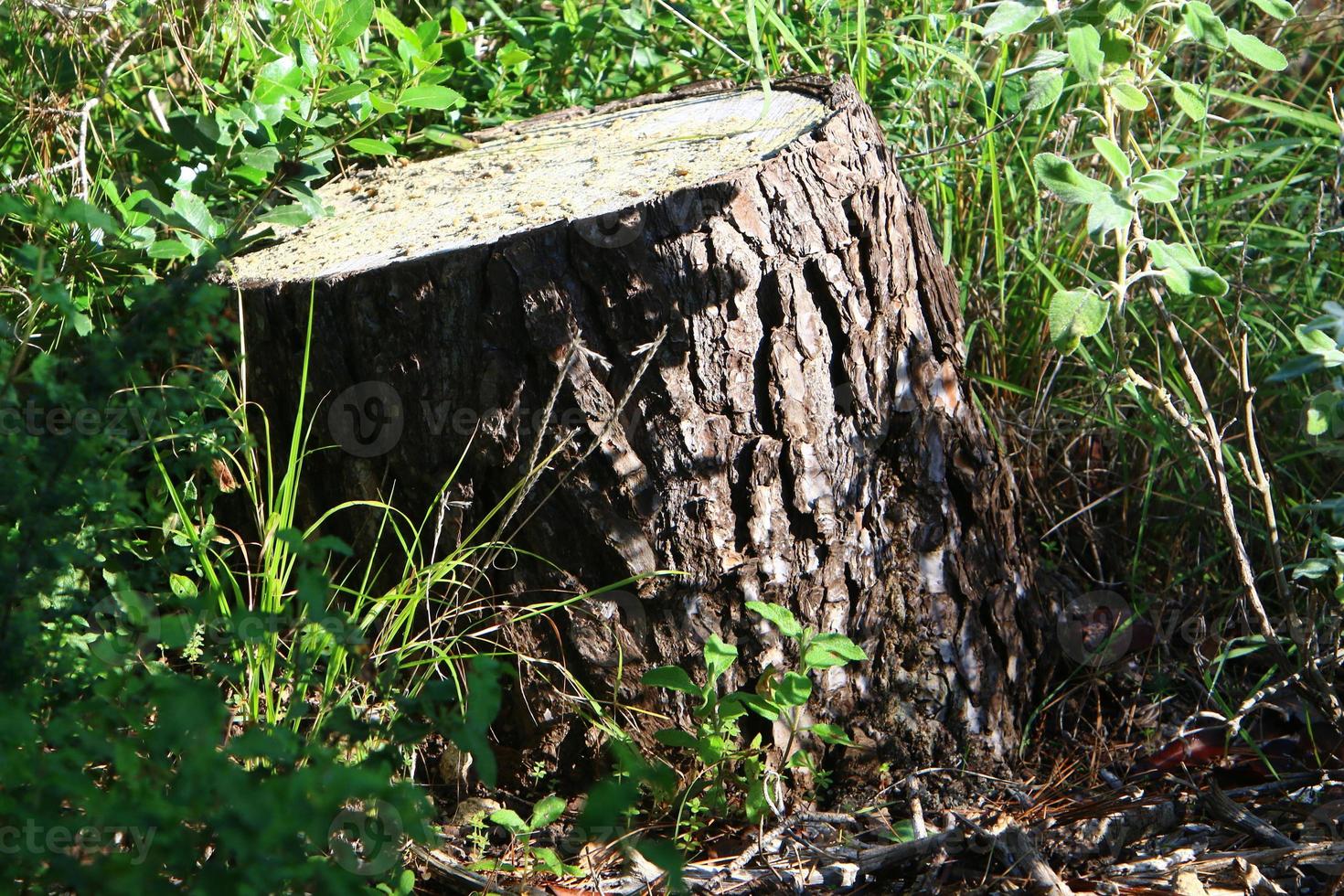 Old rotten stump in the city park. photo