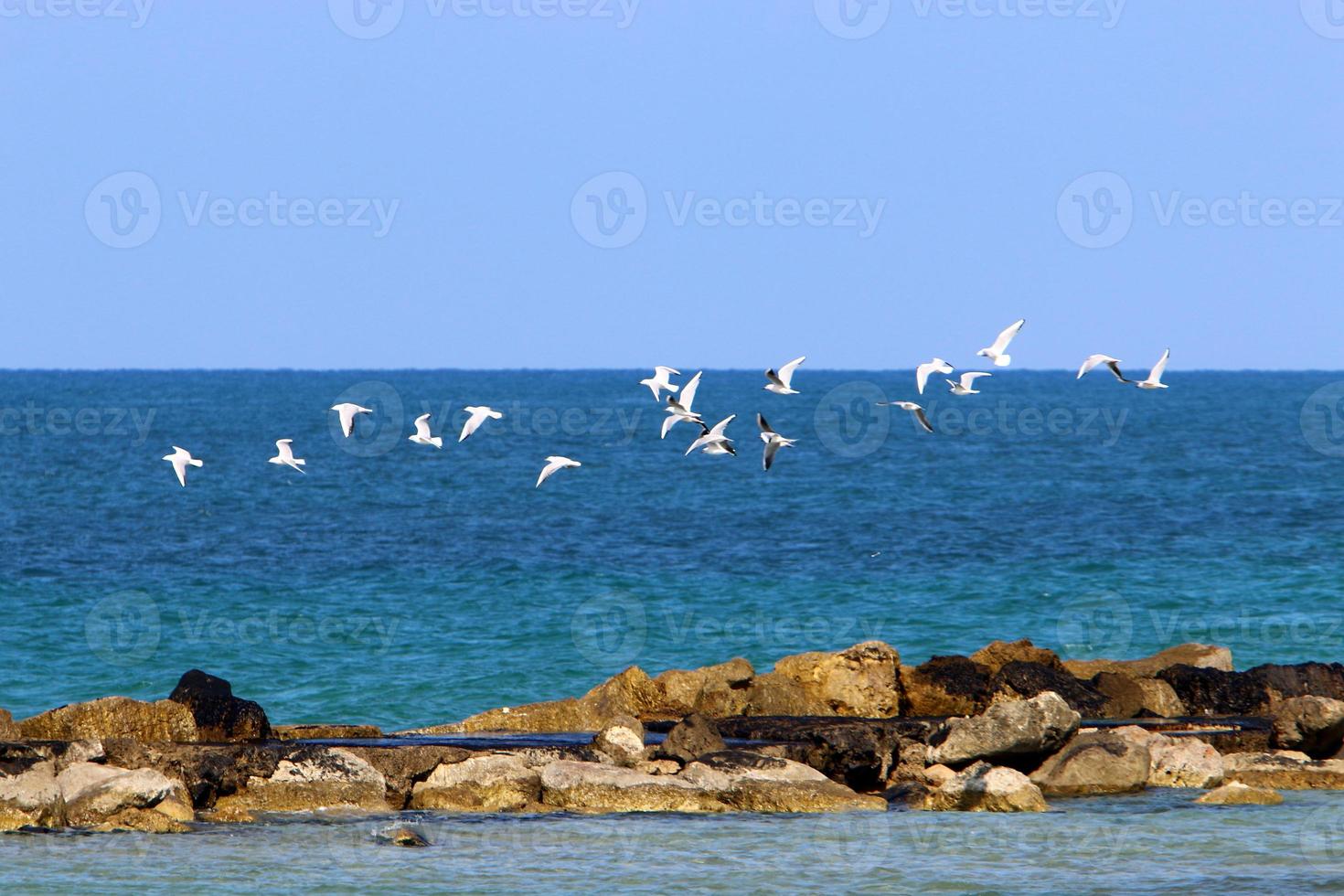 Stones in a city park on the Mediterranean coast photo