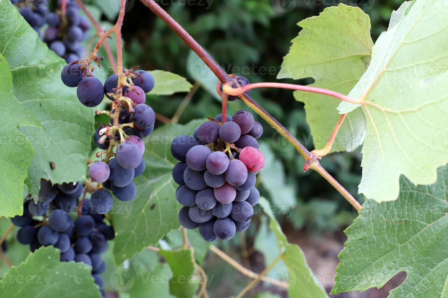 A rich harvest of wine grapes in the collective farm garden. 9993909