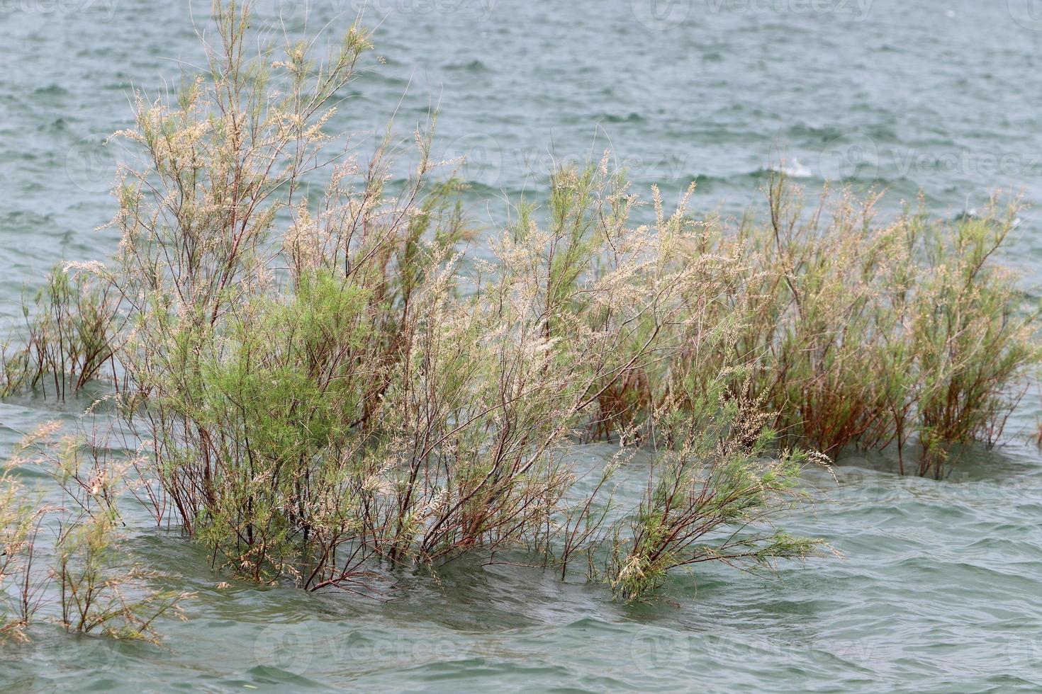 Lake Kinneret is a freshwater lake in northeastern Israel. photo