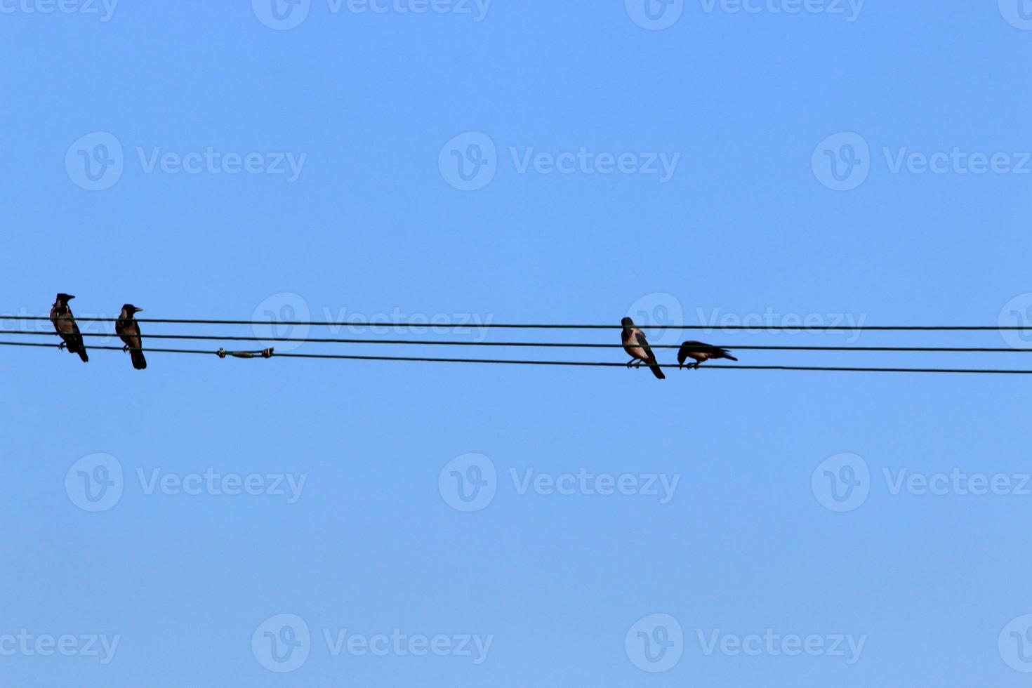 cables eléctricos que transportan corriente de alto voltaje. foto