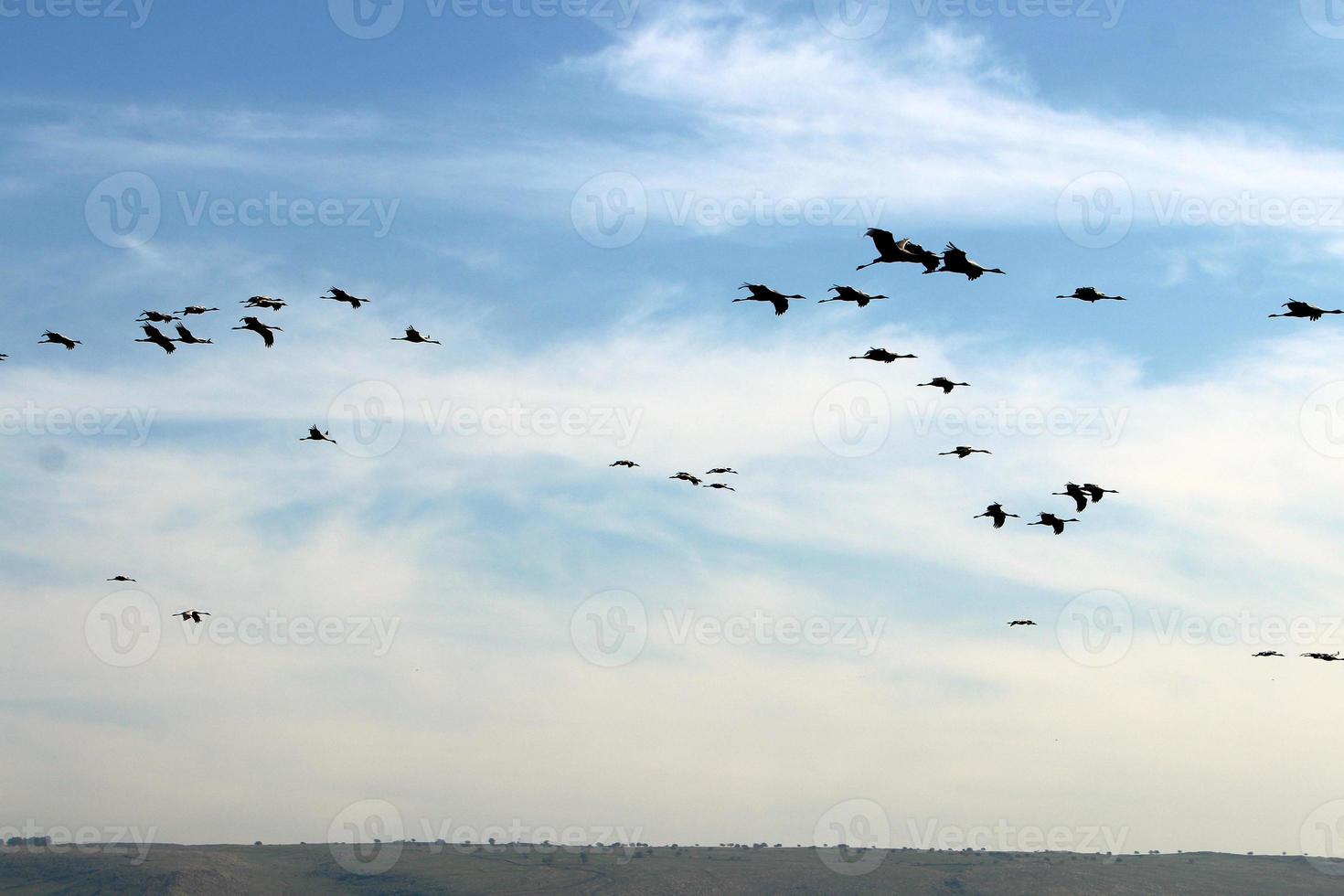 Cranes are flying high in the sky. photo