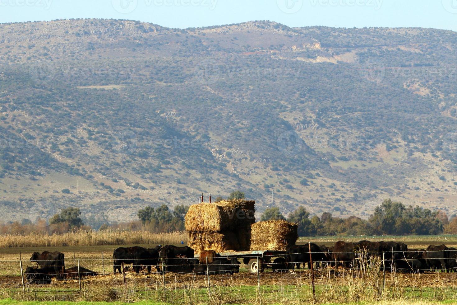 Landscape in the mountains in northern Israel photo
