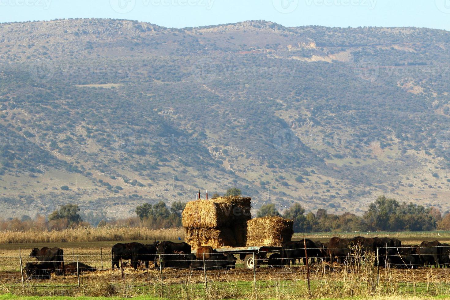 paisaje en las montañas del norte de israel foto