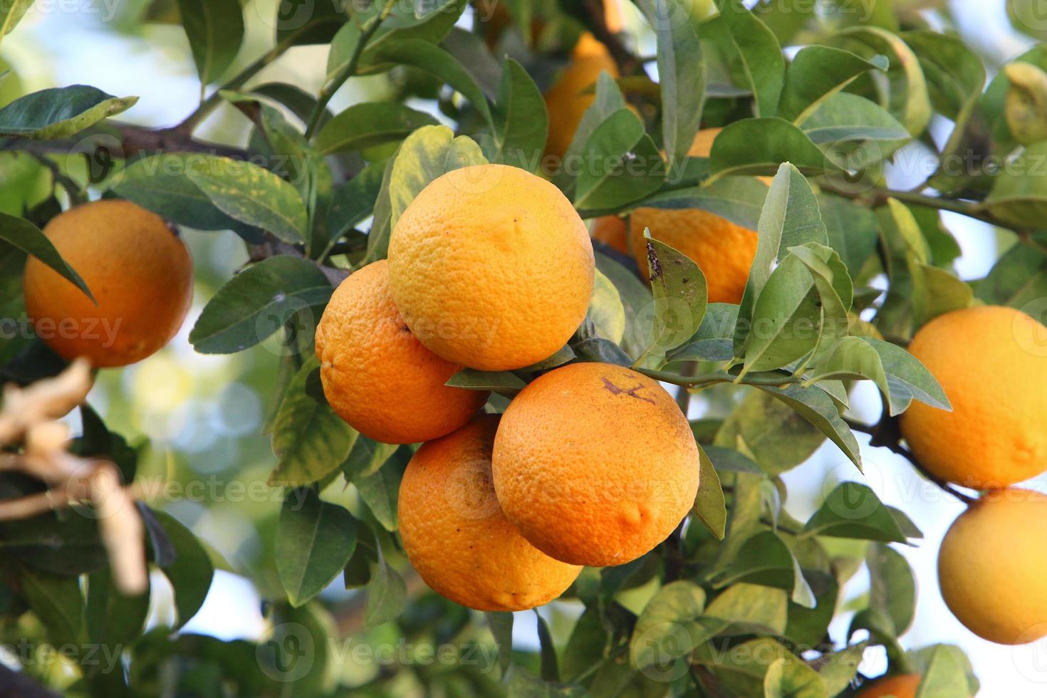 Fruits of citrus trees in the city park. photo