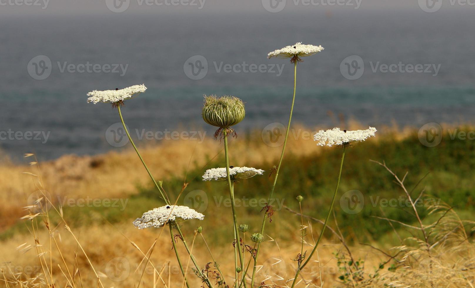 Summer flowers in a city park in northern Israel. photo