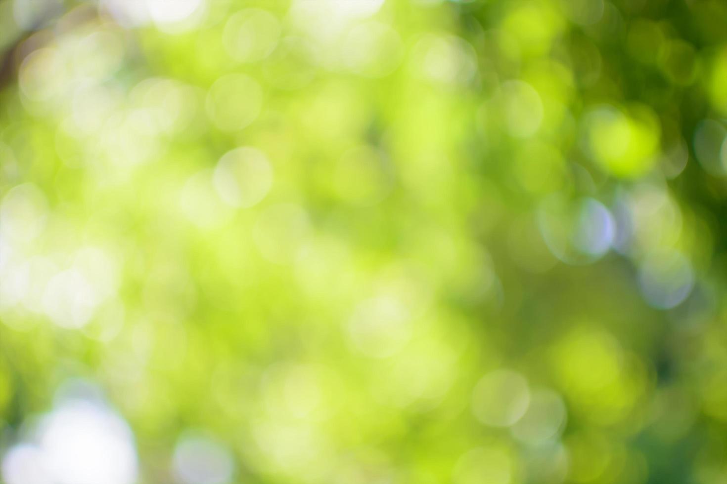 Green bokeh background of Leves green photo