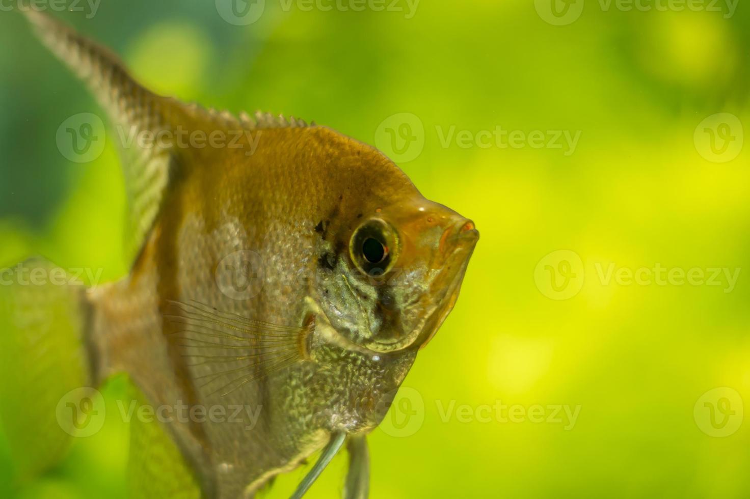 closeup of Angelfish Pterophyllum scalare n aquarium photo