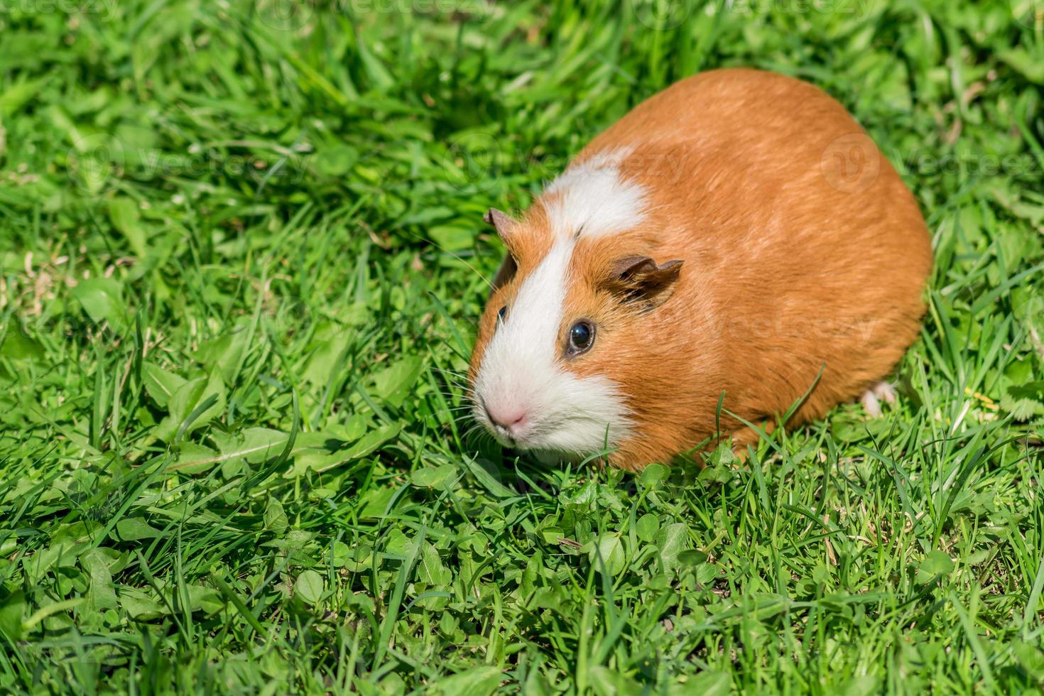 cute little guinea pig sitting on green grass. photo