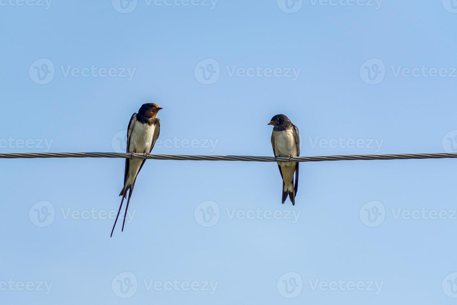 dos golondrinas en un cable contra el cielo azul foto