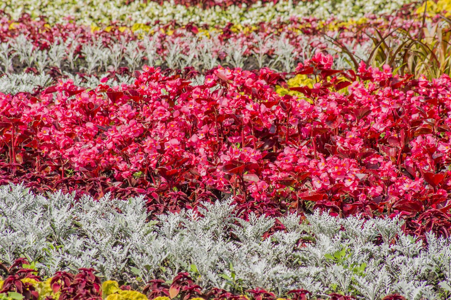 fondo colorido de flores florecientes foto