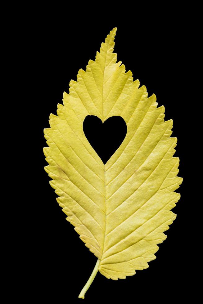 yellow leaf of elm tree on black background photo
