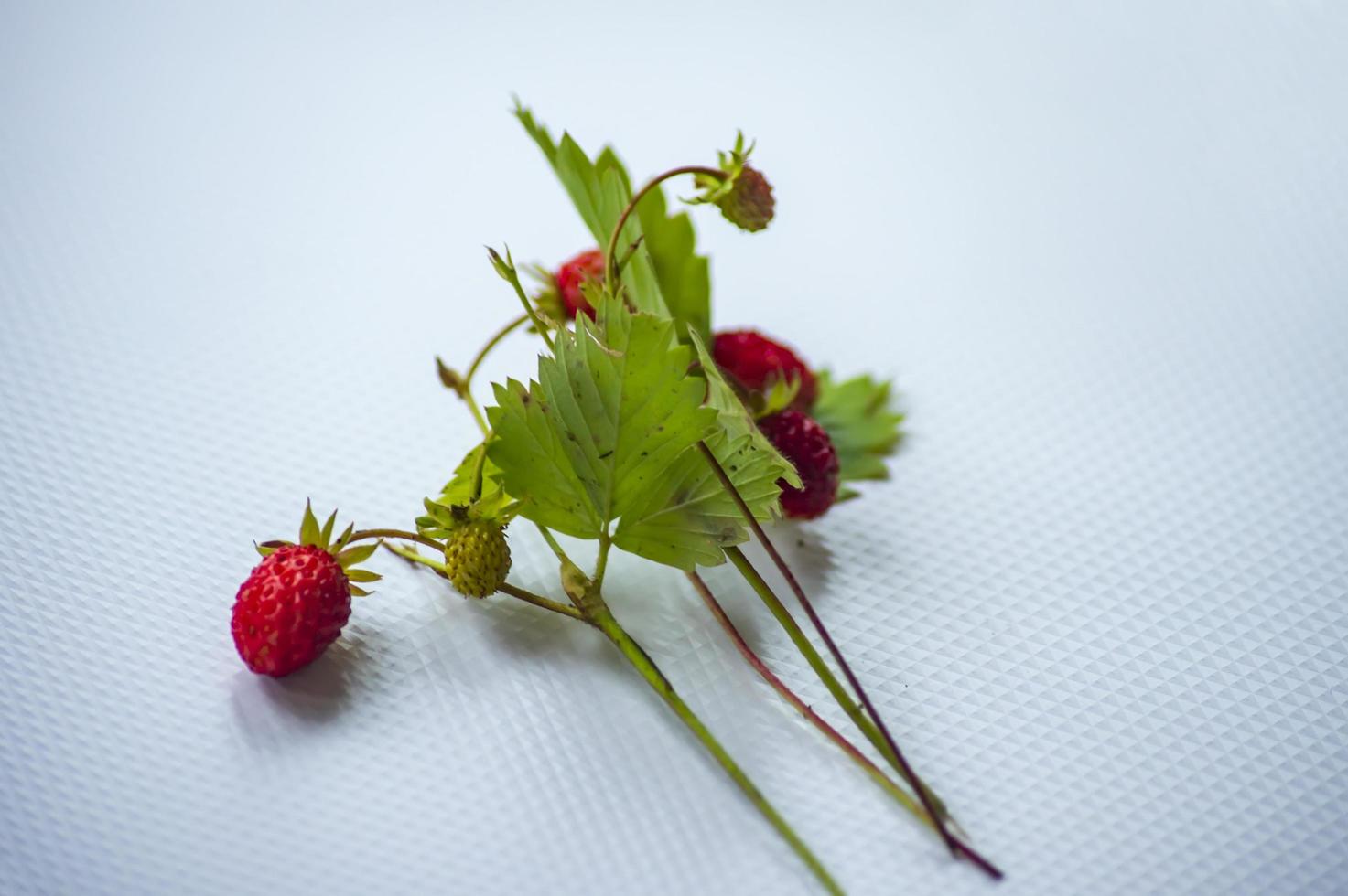 bouquet of wild strawberries on white background photo