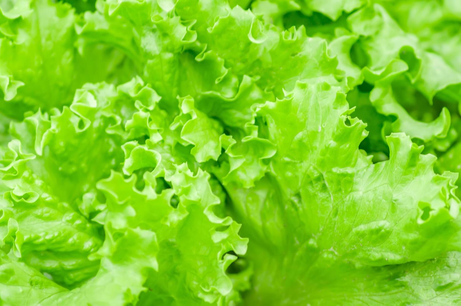 green fresh lettuce background texture 9995477 Stock Photo at Vecteezy