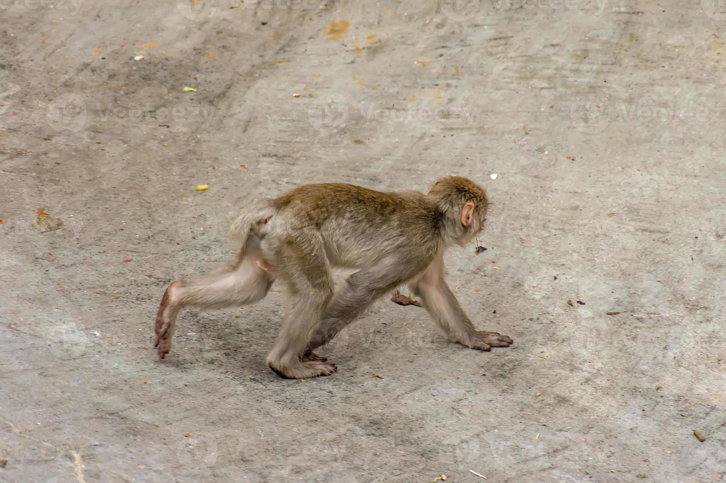 baby of japanese macaque photo