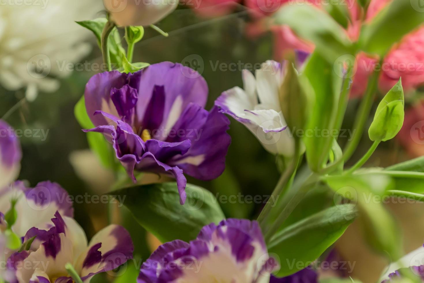 Eustoma closeup. Soft focus photo