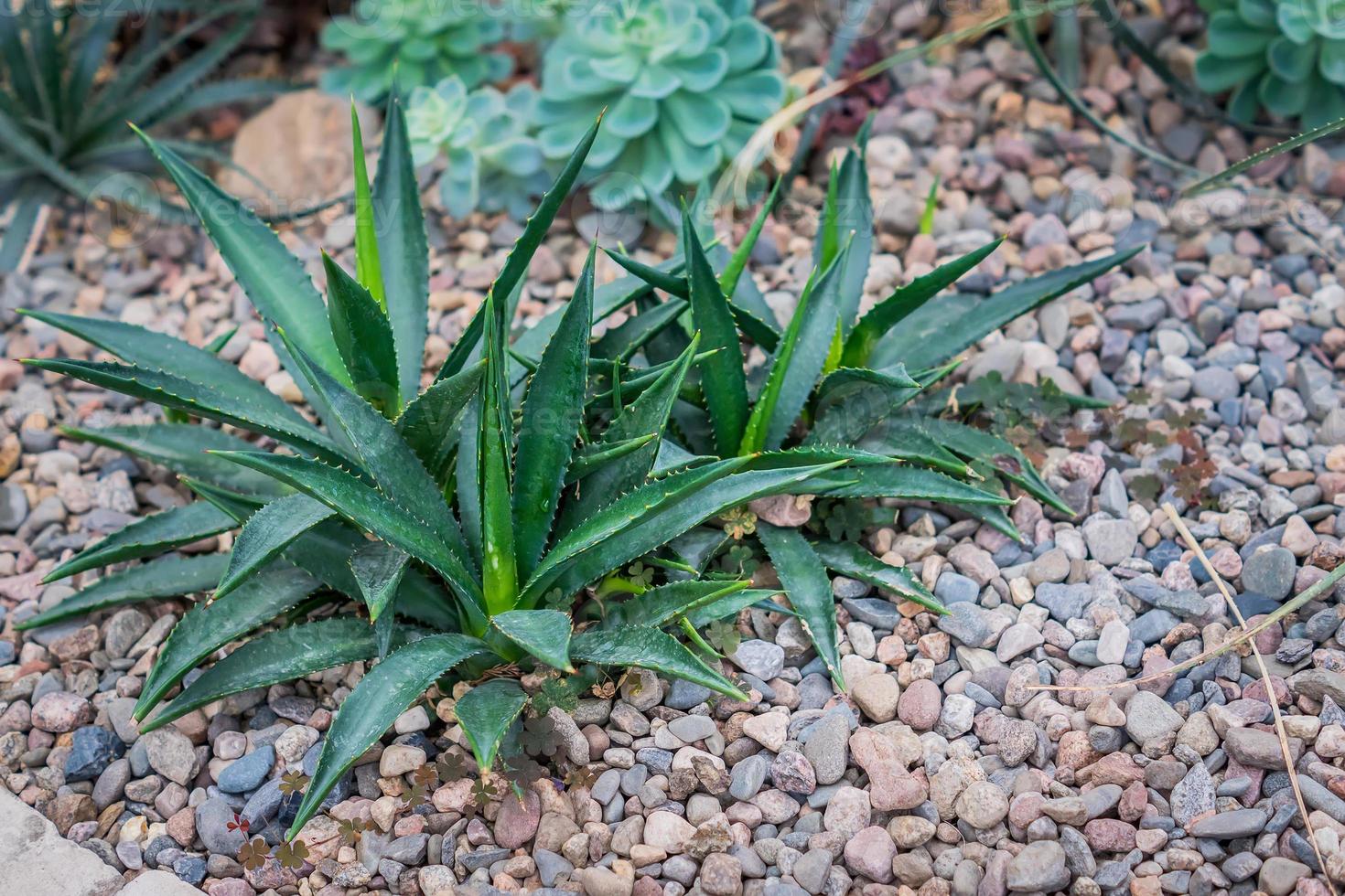 Aloe arborescens. tiny succulents or cactus in desert botanical garden