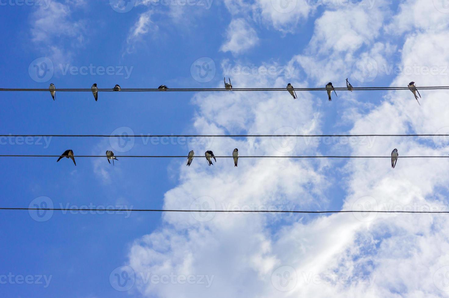 flock of swallows sitting on wires against blue sky photo