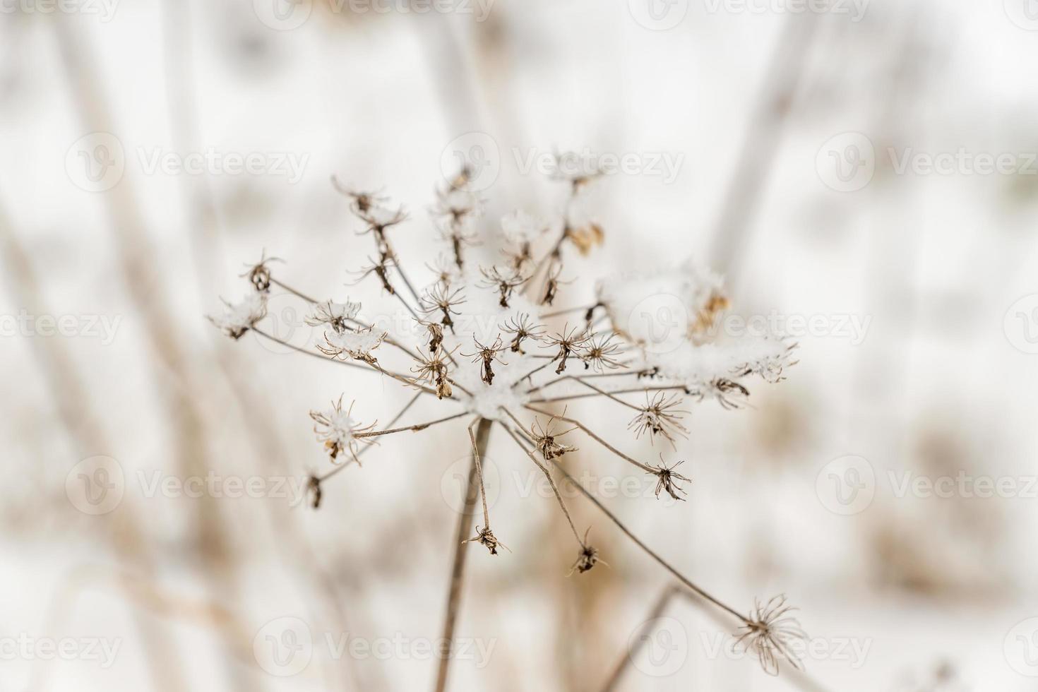 dried conium plant in winter photo